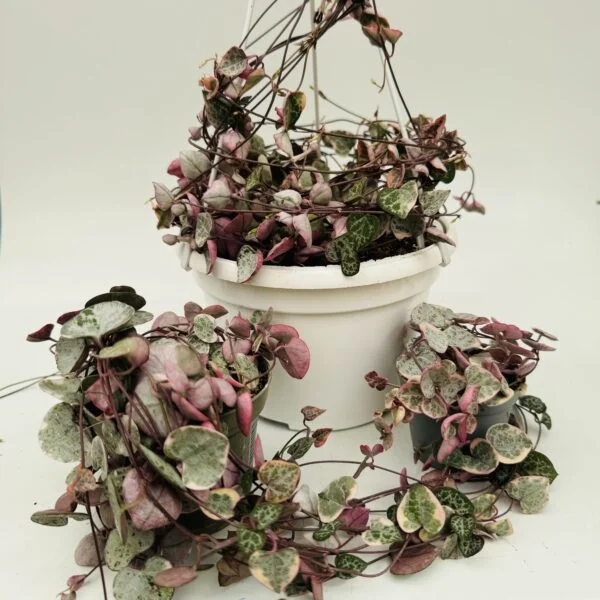 "Collar de corazones" Ceropegia woodii variegata - Imagen 10