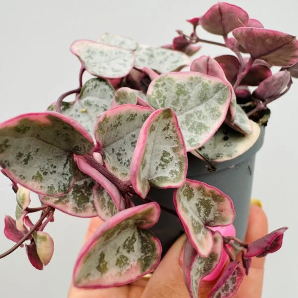 "Collar de corazones" Ceropegia woodii variegata - Imagen 9