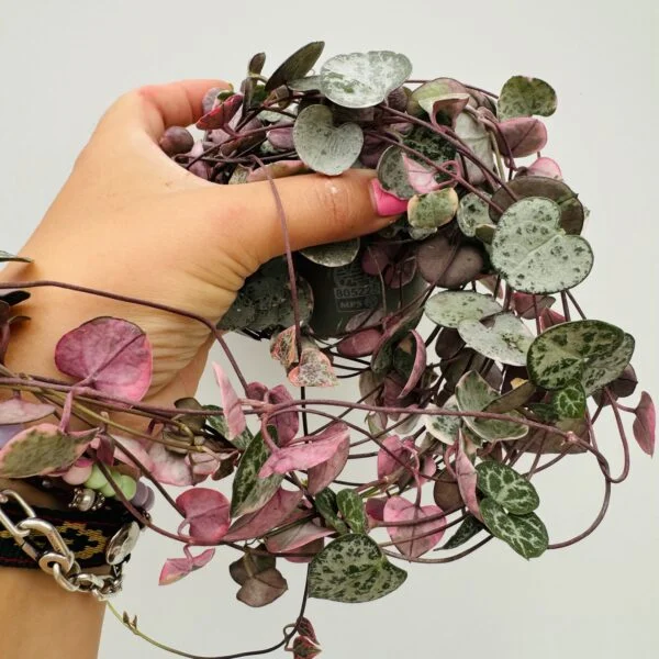 "Collar de corazones" Ceropegia woodii variegata - Imagen 7
