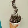 "Collar de corazones" Ceropegia woodii variegata - Imagen 8