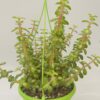 Portulacaria afra mediopicta