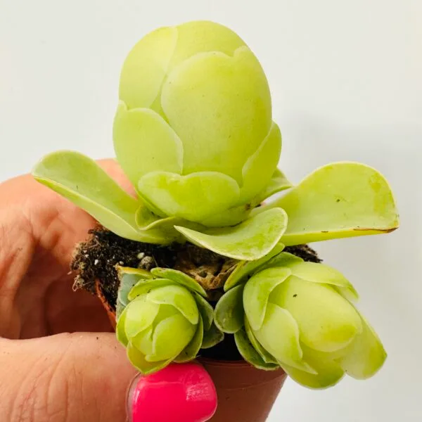 Greenovia aurea - Imagen 2