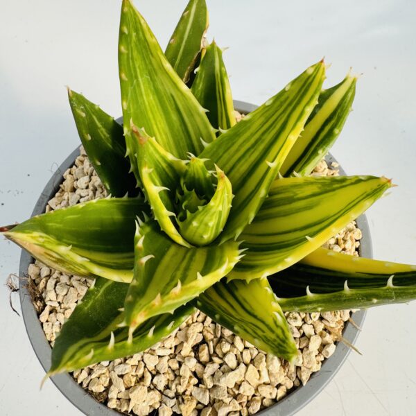 Aloe brevifolia variegata 2