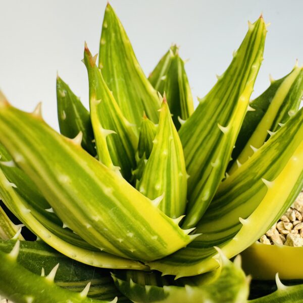 Aloe brevifolia variegata 1