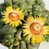 Aloinopsis schooneesii