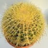 Echinocactus grusonii “Asiento de la suegra”