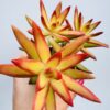 Sedum nussbaumerianum