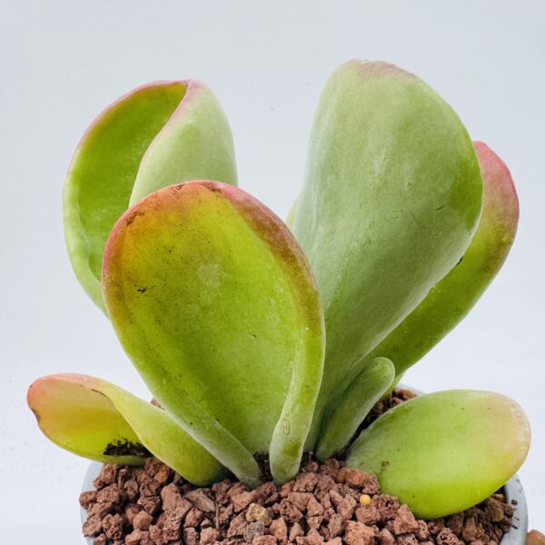 Kalanchoe oricula lady fingers