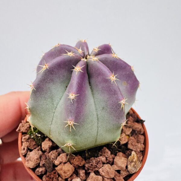 Echinocereus pulchellus