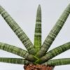 Sanseviera abanico