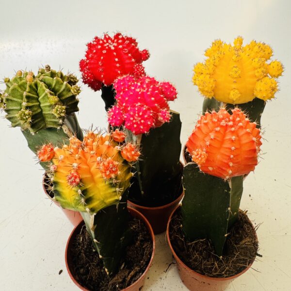 Gymnocalycium mihanovichi color - Imagen 3