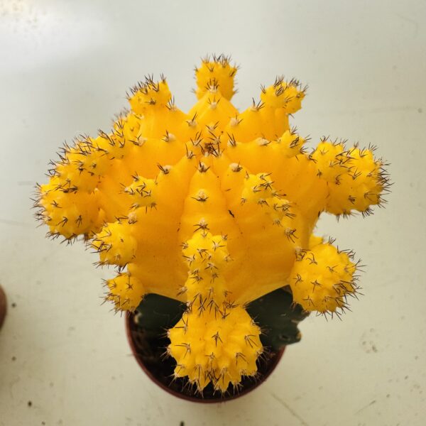 Gymnocalycium mihanovichi color - Imagen 4