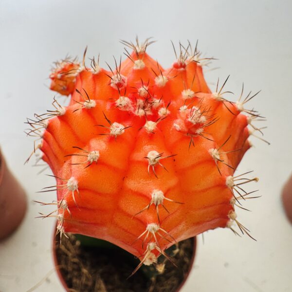 Gymnocalycium mihanovichi color - Imagen 5