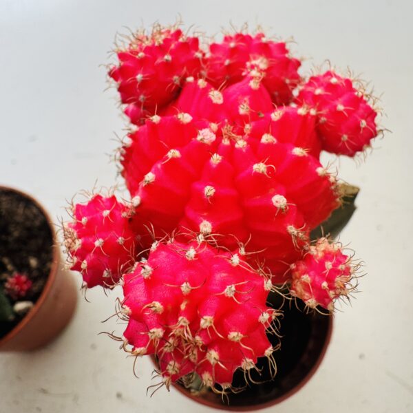 Gymnocalycium mihanovichi color - Imagen 6
