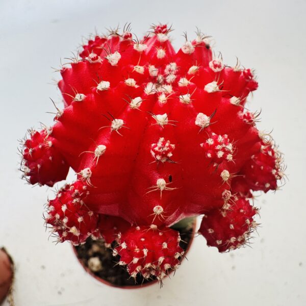 Gymnocalycium mihanovichi color - Imagen 7