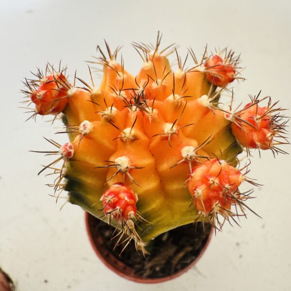 Gymnocalycium mihanovichi color - Imagen 8