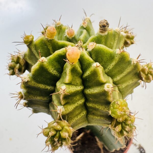 Gymnocalycium mihanovichi color - Imagen 9