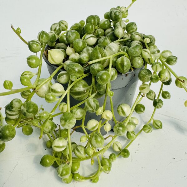 “Rosario” Senecio rowleyanus variegata 5