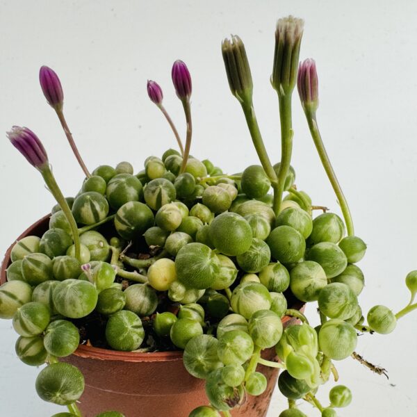 “Rosario” Senecio rowleyanus variegata 6