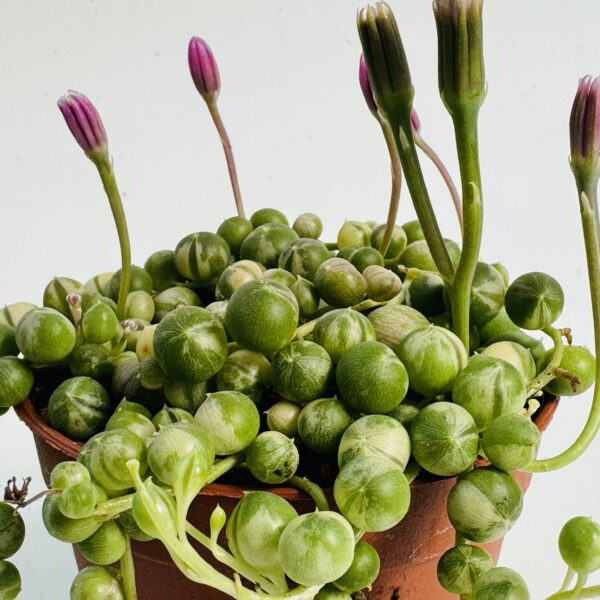 “Rosario” Senecio rowleyanus variegata 4
