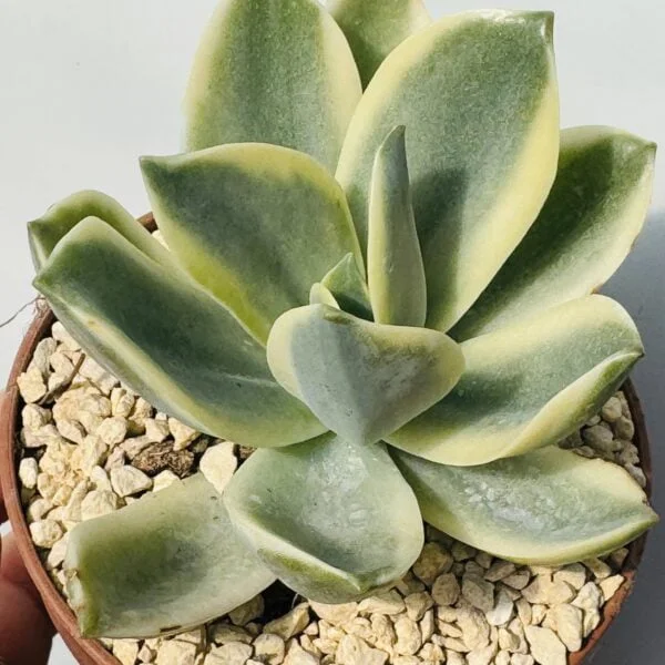 Pachyveria fred ives variegata - Imagen 3