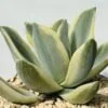 Pachyveria fred ives variegata