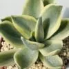Pachyveria fred ives variegata - Imagen 2