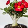 Adenium obesum “Rosa del desierto”