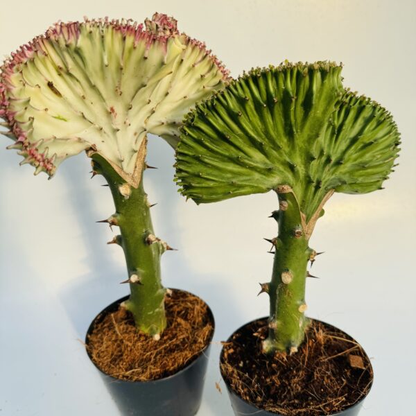 Euphorbia cristata 1
