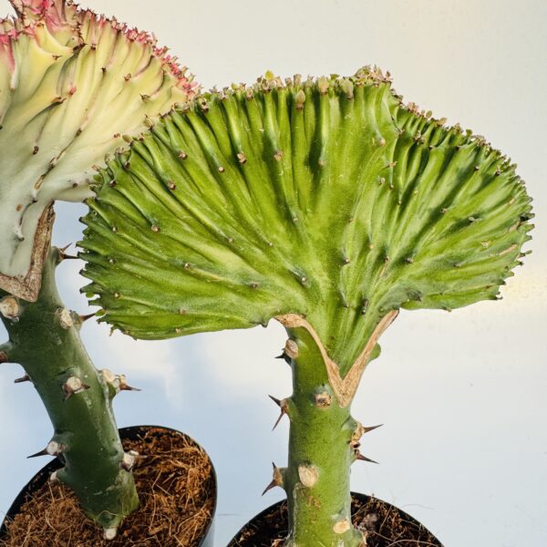 Euphorbia cristata 4