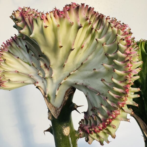 Euphorbia cristata 3