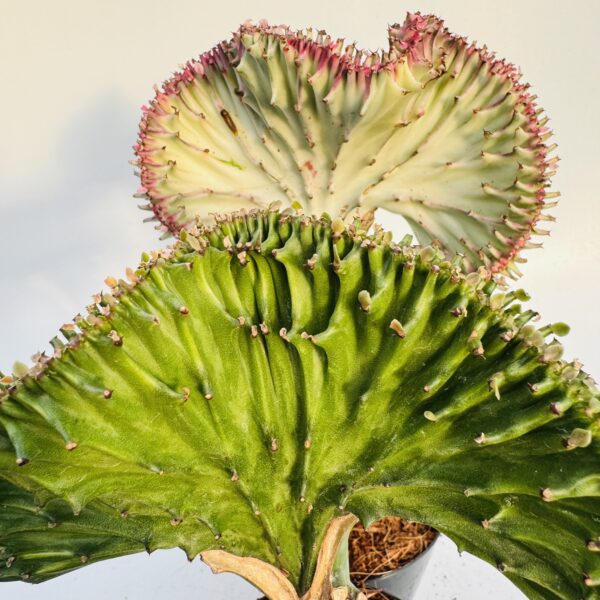 Euphorbia cristata 2