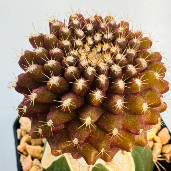 Copiapoa humilis tenuissima - Imagen 3