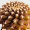 Copiapoa humilis tenuissima