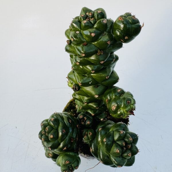Euphorbia monadenium ritchiei 1