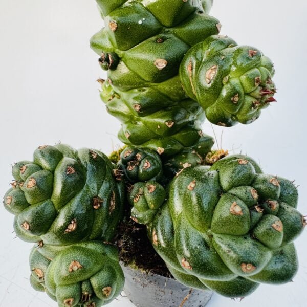 Euphorbia monadenium ritchiei 2