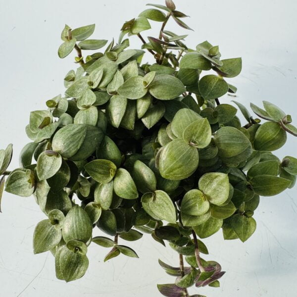 Callisia repens “planta tortuga” 1