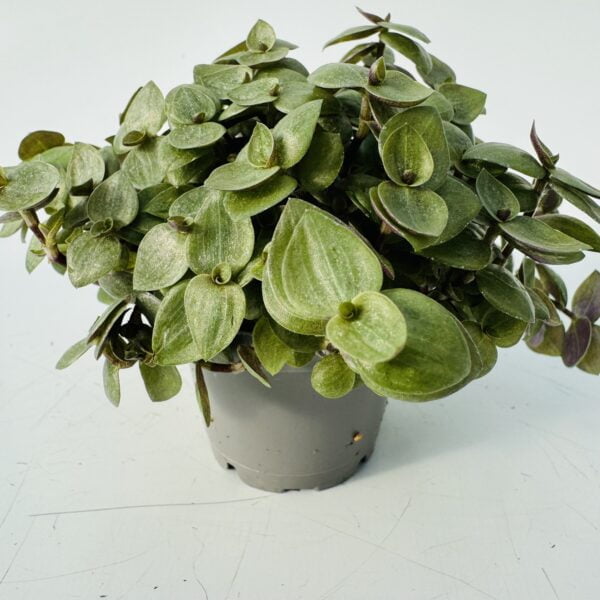 Callisia repens “planta tortuga” 3