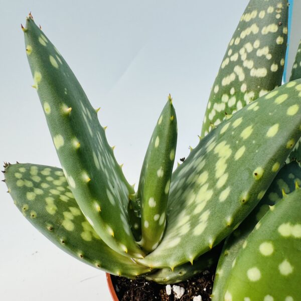 Aloe paradisicum 3
