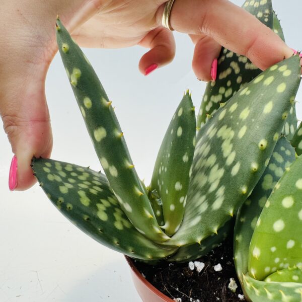 Aloe paradisicum 1
