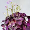 Trébol purpura, Oxalis ikigai