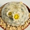 Mammillaria plumosa