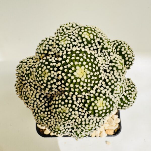 Mammillaria luethyi - Imagen 3
