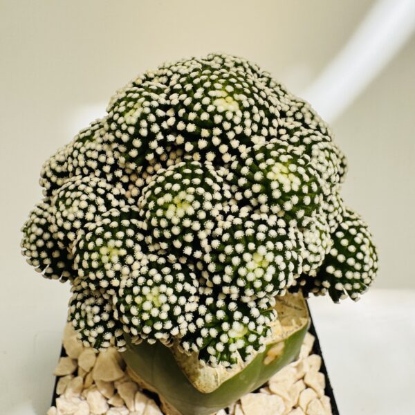 Mammillaria luethyi - Imagen 4