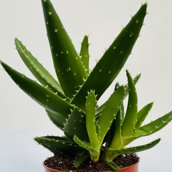 Aloe perfoliata 2