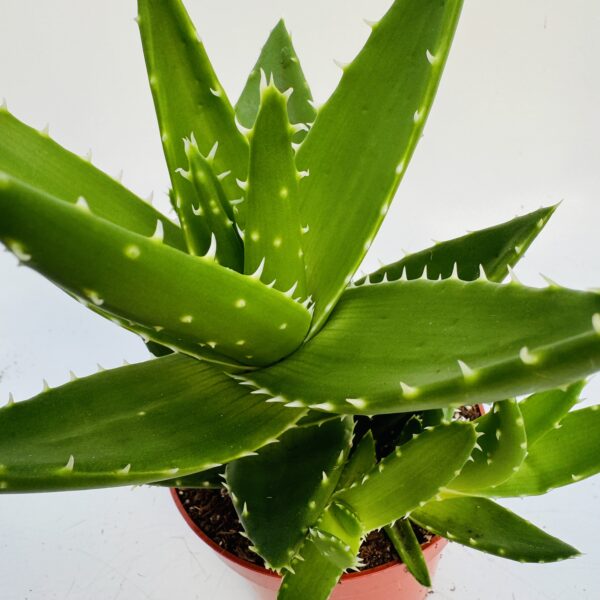 Aloe perfoliata 1