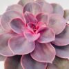 Echeveria purple pearl