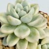 Sedum clavatum variegata
