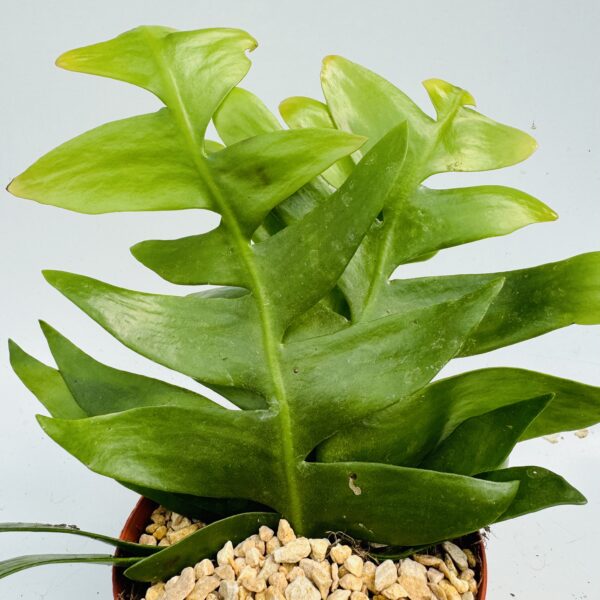 Epiphyllum chrysocardium 1