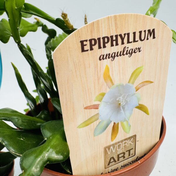 Epiphyllum anguliger “espina de pescado” 1